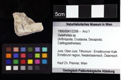 Foto (Objket + Etiketten) von Galatheites sp. 